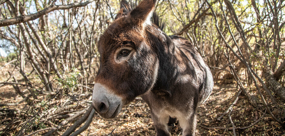 Photo of ranch animal